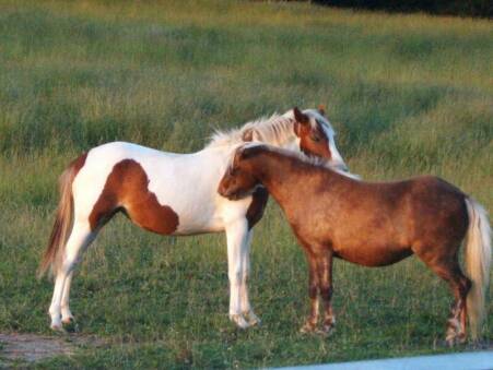 Me and 3rd Cousin~"Ponyta"