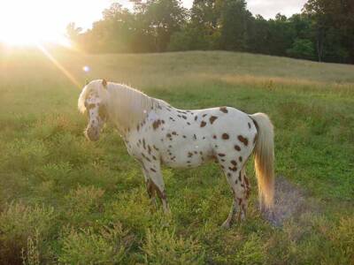 June 28,2004 ~Guthrie Estate~