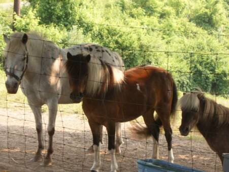 POPCORN, ANGEL & THUMBELINA